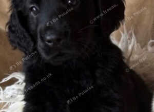 Stunning black flat coats