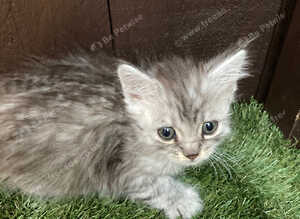 Main coon x Siberian forest cat