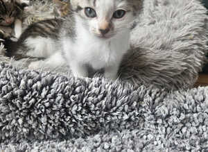 Beautiful kittens