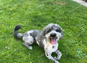 F1b Merle Cockapoo Available for Stud &ndash; Ziggy
