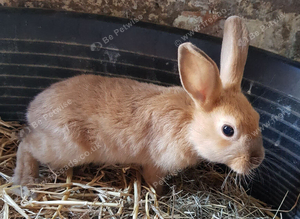 Netherland dwarf cross mini rex rabbits