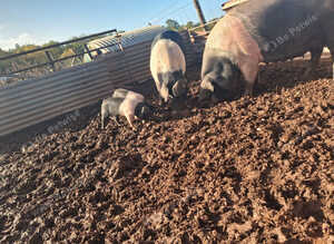 British pure bread Saddleback weaners