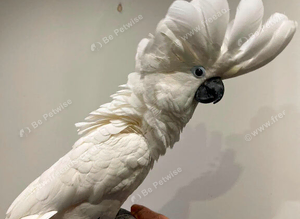 Umbrella cockatoo READY