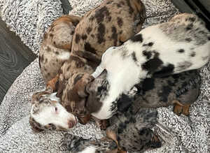 Miniature Dachshunds