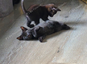 2 black kittens