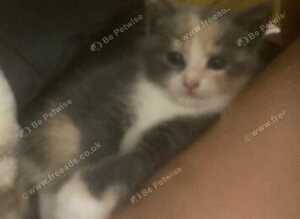 Beautiful x3 kittens for sale