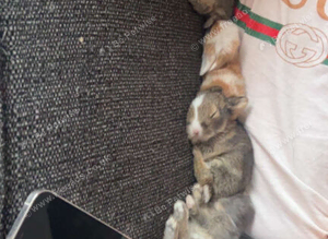 &pound;70 brown Lion head rabbits 7 weeks old