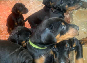 Dobermann pups