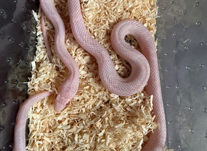 Red factor snow corn snake WOW AMAZING!