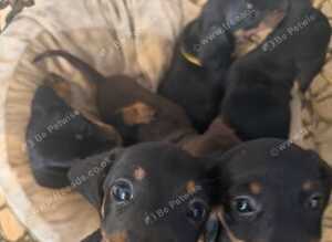 last 2 STUNNING MINIATURE DACHSHUND BOYS LEFT Ready for Their Forever Homes! Absolutely gorgeous Chocolate & Tan Miniature Dachshunds healthy, happy,