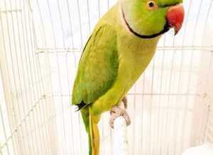 Ringneck