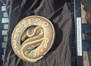 Mojave Van Mahogany