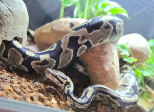 5 year old FEMALE