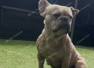 Female French bulldog