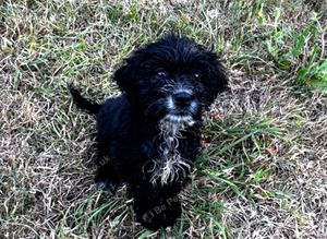 Cockapoo puppies