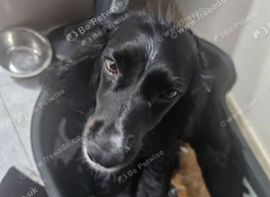 Cockapoos puppies for sale