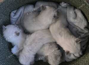 Female Ragdoll kittens