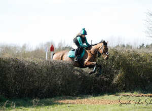 Honest bay gelding