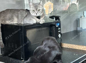 Gorgeous grey and white British shorthair