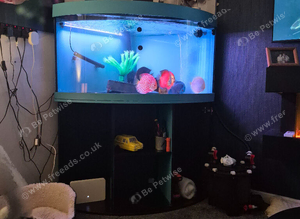 Discus