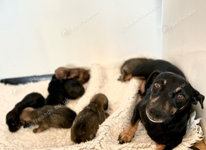 Pip jack Russel x Daxie puppies