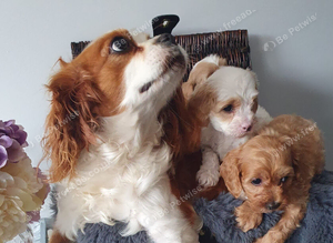 cavapoo