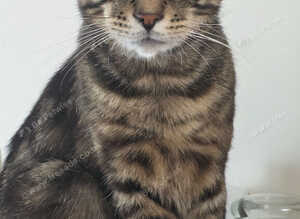 Black Tabby Male
