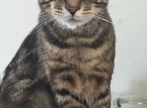 Black Tabby Male