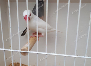 Java sparrows