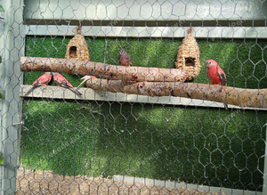 Mixed Burke parakeets