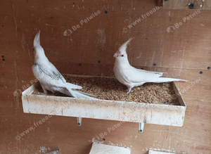 I have 2 Albino baby cockatiels for sale