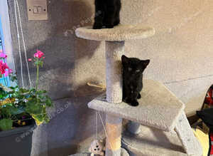 Adorable Black Kittens for Sale - Two Girls & One Boy