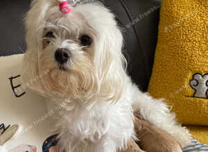 Beautiful Maltipoo Puppies