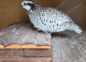 10 week old Snowflake Bobwhites for sale