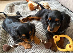 Cavalier King Charles x cava poo ready now