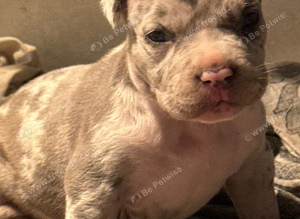 Pocket Bullyz puppy available aswell