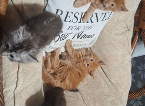 Main coon kittens 2 boys left ready now