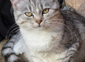 Half Persian cats for sale girls