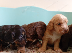 F1 cockapoo