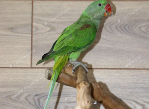 Baby Alexanderine Talking Parrot,16