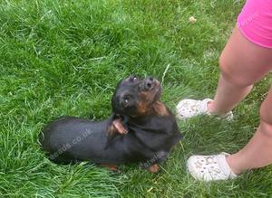 Sziszi looking for ever home