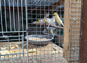 Birds for sale