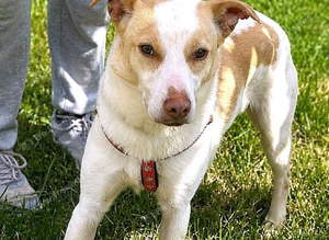 FAYE for adoption - A quiet gentleness that touches your heart