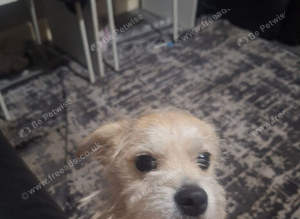 7 month old jackapoo