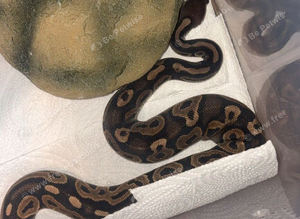 Baby royal python