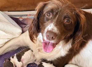 Stunning pedigree springer spaniels