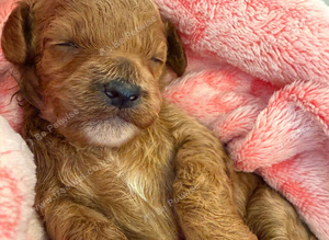 Cavapoo Puppies