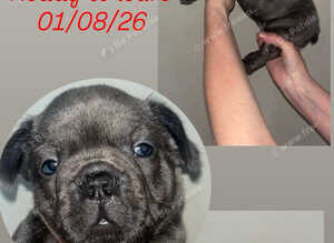 2 Beautiful Male French Bulldog Puppies Remaining