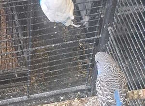 Colour Budgies