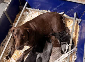 German Shorthaired Pointer Puppy - Liver & White Male GSP